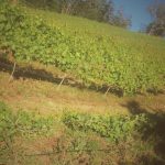 Whitetail Ridge Vineyard - Oregon Wine
