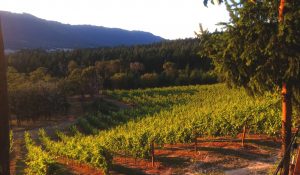 Whitetail Ridge Vineyards