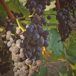 Whitetail Ridge Vineyard - Oregon Wine